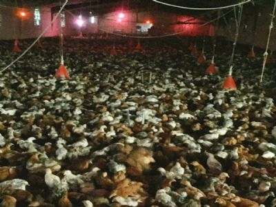 مرکز تولید و فروش جوجه و نیمچه مرغ بومی تخم گذار اصلاح شده